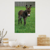 Esel, Zwergesel, in der Koppel, Portraet Poster (Küche)