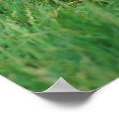 Esel, Zwergesel, in der Koppel, Portraet Poster (Ecke)