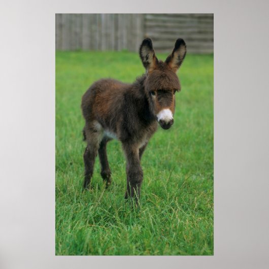 Esel, Zwergesel, in der Koppel, Portraet Poster (Vorne)