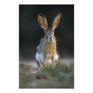 Eselhase, Lepus californicus, 2 Fotodruck
