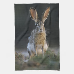 Eselhase, Lepus californicus, 2 Küchentuch
