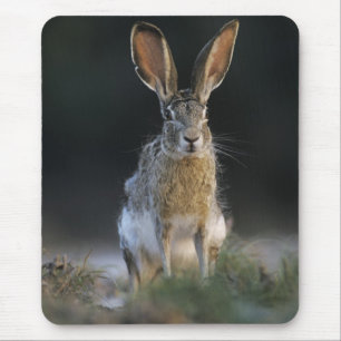 Eselhase, Lepus californicus, 2 Mousepad