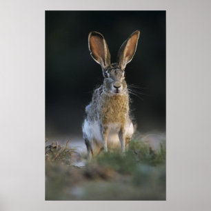 Eselhase, Lepus californicus, 2 Poster