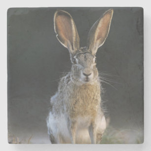 Eselhase, Lepus californicus, 2 Steinuntersetzer