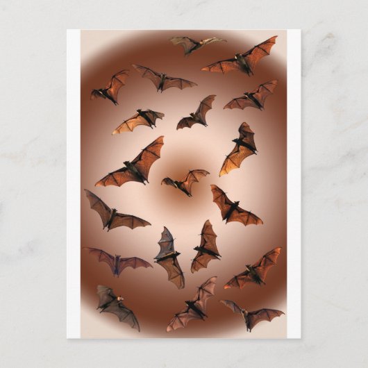 Eselige Obstbäume (Fliegenfüchse) Postkarte (Vorderseite)