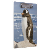 Eselspinguin Klemmbrett (Rechts)