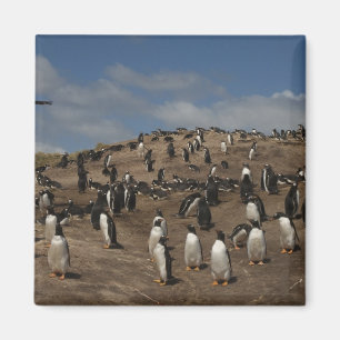 Eselspinguin-Kolonie (Pygoscelis papua) auf West Magnet