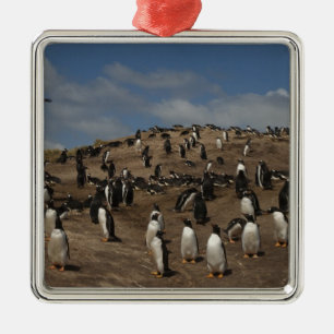 Eselspinguin-Kolonie (Pygoscelis papua) im Westen Ornament Aus Metall