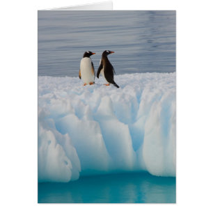 Eselspinguin, Pygoscelis Papua, auf Gletschereis
