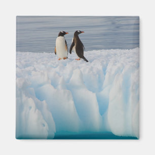 Eselspinguin, Pygoscelis Papua, auf Gletschereis Magnet