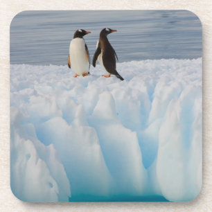 Eselspinguin, Pygoscelis Papua, auf Gletschereis Untersetzer