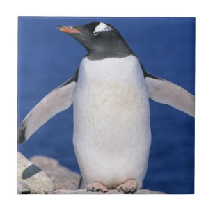 Eselspinguin (Pygoscelis papua) Hafen Fliese