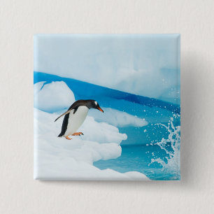 Eselspinguin, Pygoscelis Papua, springt ab Button