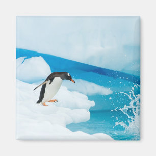 Eselspinguin, Pygoscelis Papua, springt ab Magnet