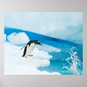 Eselspinguin, Pygoscelis Papua, springt ab Poster