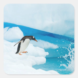 Eselspinguin, Pygoscelis Papua, springt ab Quadratischer Aufkleber