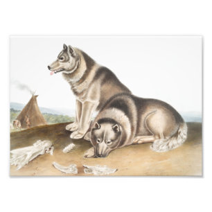 Eskimo-Hund (Canis familiaris) Illustration Fotodruck