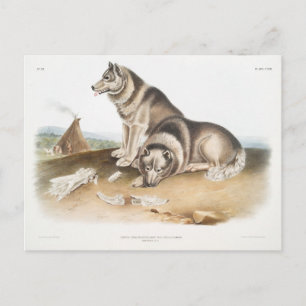 Eskimohund (Canis familiaris) aus Nordamerika Postkarte