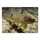 Esox lucius (Vorderseite (Horizontal))