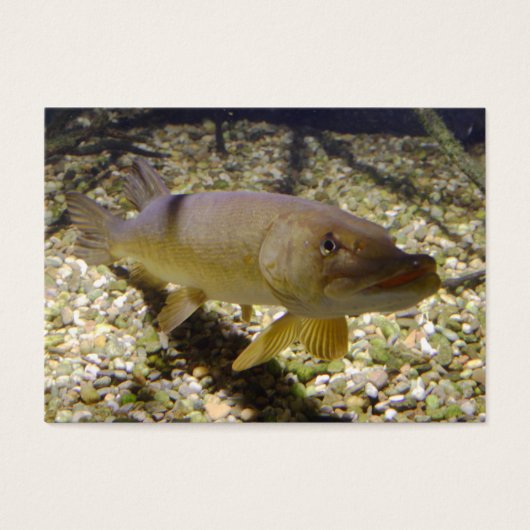 Esox lucius (Vorderseite)