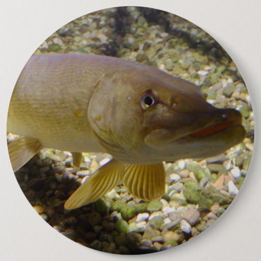 Esox lucius button (Vorderseite)