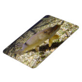 Esox lucius magnet (Linke Seite)