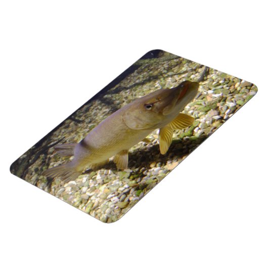 Esox lucius magnet (Linke Seite)