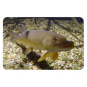 Esox lucius magnet (Horizontal)