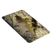 Esox lucius magnet (Rechte Seite)