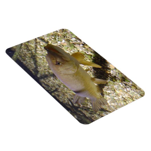 Esox lucius magnet (Rechte Seite)