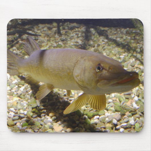 Esox lucius mousepad (Vorne)