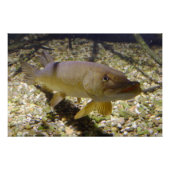 Esox lucius poster (Vorderseite)