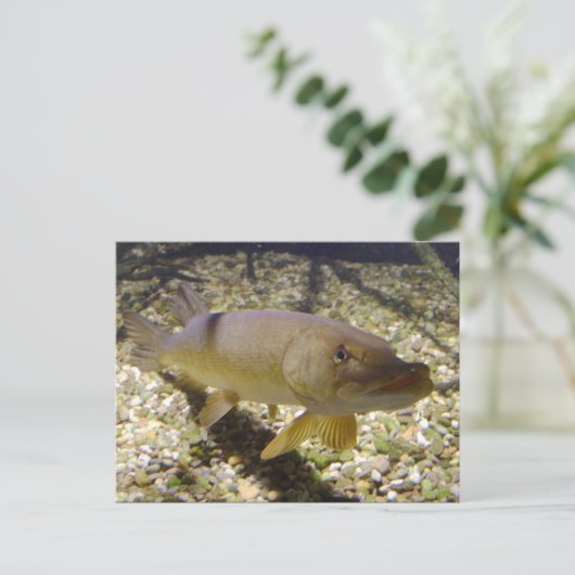 Esox lucius postkarte (Stehend Vorderseite)