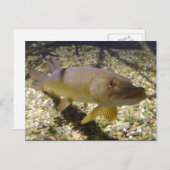 Esox lucius postkarte (Vorne/Hinten)