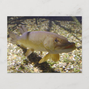 Esox lucius postkarte