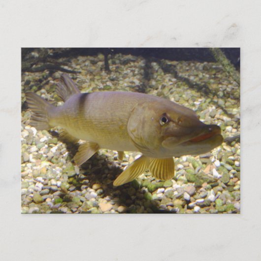 Esox lucius postkarte (Vorderseite)