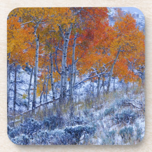 Espen im Herbst, Bighorn Mountains, Getränkeuntersetzer