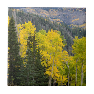 Espen (Populus Tremuloides) und Koniferen 2 Fliese