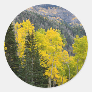 Espen (Populus Tremuloides) und Koniferen 2 Runder Aufkleber