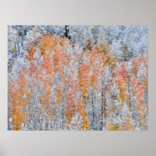 Espen & Schnee   Rocky Mountains, Colorado Poster