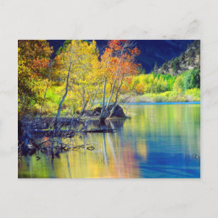 Espenbaum im Herbst, spiegelt sich im Grant Lake Postkarte