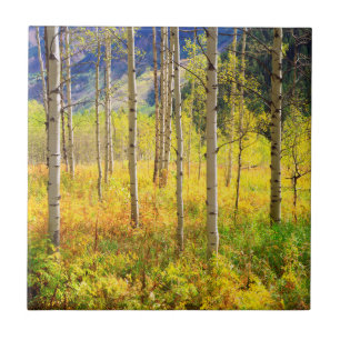 Espenbäume im Herbst in den Rocky Mountains Fliese
