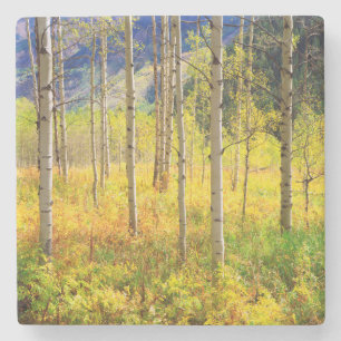Espenbäume im Herbst in den Rocky Mountains Steinuntersetzer