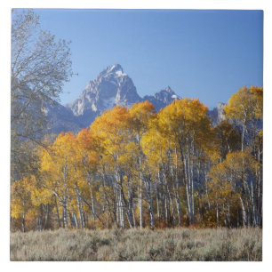 Espenbäume mit der Teton-Gebirgskette Fliese