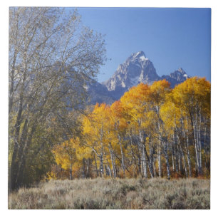 Espenbäume mit der Teton-Gebirgskette Fliese