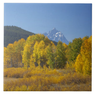 Espenbäume mit der Teton-Gebirgskette Fliese