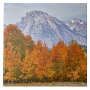 Espenbäume mit der Teton-Gebirgskette Fliese