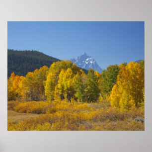 Espenbäume mit der Teton-Gebirgskette Poster