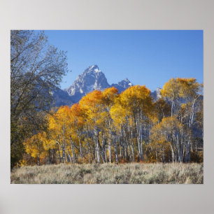Espenbäume mit der Teton-Gebirgskette Poster