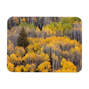 Espenbäume   White River National Forest Magnet